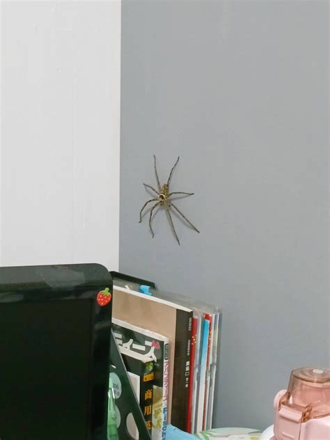 房間有蜘蛛怎麼辦